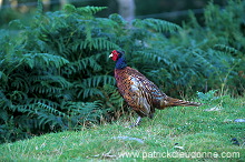 Pheasant (Phasianus colchicus) - Faisan de Colchide - 20924