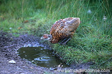 Pheasant (Phasianus colchicus) - Faisan de Colchide - 20926 Pheasant (Phasianus colchicus) - Faisan de Colchide - 20926
