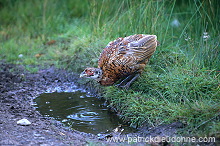 Pheasant (Phasianus colchicus) - Faisan de Colchide - 20926