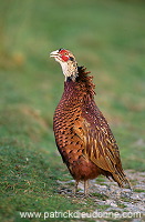 Pheasant (Phasianus colchicus) - Faisan de Colchide - 20927