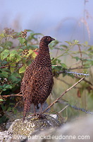 Pheasant (Phasianus colchicus) - Faisan de Colchide - 20928