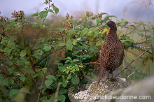 Pheasant (Phasianus colchicus) - Faisan de Colchide - 20930