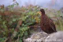 Pheasant (Phasianus colchicus) - Faisan de Colchide - 20933