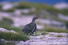 Ptarmigan (Lagopus mutus) - Lagopede alpin -  20934