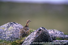 Ptarmigan (Lagopus mutus) - Lagopede alpin - 20935