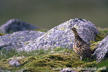 Ptarmigan (Lagopus mutus) - Lagopede alpin - 20937