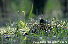 Coot (Fulica atra) - Foulque macroule - 20950