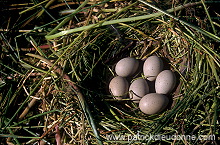 Coot (Fulica atra) - Foulque macroule - 20952 Coot (Fulica atra) - Foulque macroule - 20952