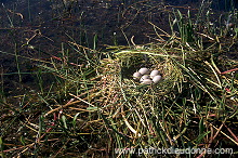 Coot (Fulica atra) - Foulque macroule - 20953