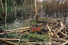 Coot (Fulica atra) - Foulque macroule - 20955 Coot (Fulica atra) - Foulque macroule - 20955