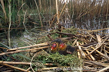 Coot (Fulica atra) - Foulque macroule - 20955