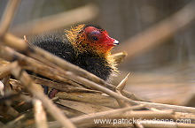 Coot (Fulica atra) - Foulque macroule - 20957