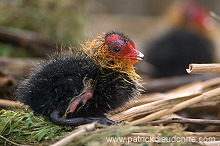 Coot (Fulica atra) - Foulque macroule - 20958