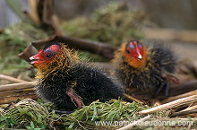 Coot (Fulica atra) - Foulque macroule - 20959 Coot (Fulica atra) - Foulque macroule - 20959