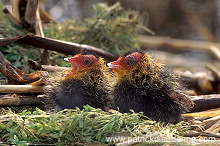 Coot (Fulica atra) - Foulque macroule - 20960