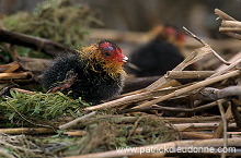 Coot (Fulica atra) - Foulque macroule - 20961 Coot (Fulica atra) - Foulque macroule - 20961