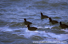 Coot (Fulica atra) - Foulque macroule - 20964