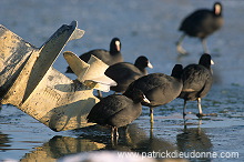 Coot (Fulica atra) - Foulque macroule - 20966