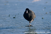 Coot (Fulica atra) - Foulque macroule - 20968