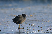 Coot (Fulica atra) - Foulque macroule - 20969