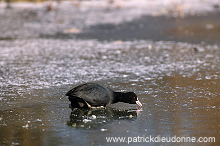 Coot (Fulica atra) - Foulque macroule - 20970 Coot (Fulica atra) - Foulque macroule - 20970