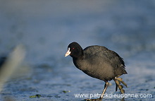 Coot (Fulica atra) - Foulque macroule - 20972 Coot (Fulica atra) - Foulque macroule - 20972