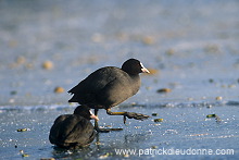 Coot (Fulica atra) - Foulque macroule - 20973 Coot (Fulica atra) - Foulque macroule - 20973