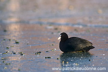 Coot (Fulica atra) - Foulque macroule - 20974 Coot (Fulica atra) - Foulque macroule - 20974