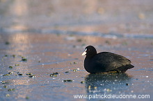 Coot (Fulica atra) - Foulque macroule - 20974