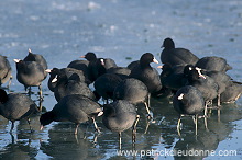 Coot (Fulica atra) - Foulque macroule - 20976 Coot (Fulica atra) - Foulque macroule - 20976
