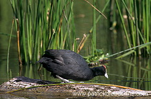Red-knobbed Coot (Fulica cristata) - Foulque a crete - 20979