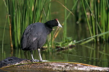Red-knobbed Coot (Fulica cristata) - Foulque a crete - 20980