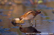 Little Crake (Porzana parva) - Marouette poussin - 20984