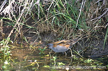 Little Crake (Porzana parva) - Marouette poussin - 20989