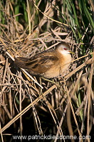 Little Crake (Porzana parva) - Marouette poussin - 20992