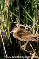 Little Crake (Porzana parva) - Marouette poussin - 20993