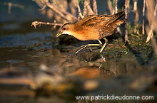 Little Crake (Porzana parva) - Marouette poussin - 20994