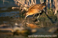 Little Crake (Porzana parva) - Marouette poussin - 20995 Little Crake (Porzana parva) - Marouette poussin - 20995