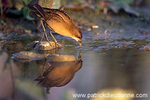 Little Crake (Porzana parva) - Marouette poussin - 20996