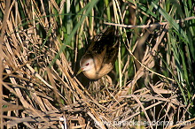 Little Crake (Porzana parva) - Marouette poussin - 20998