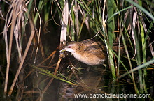 Little Crake (Porzana parva) - Marouette poussin - 21000