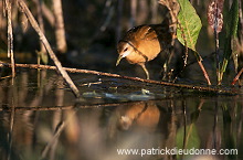 Little Crake (Porzana parva) - Marouette poussin - 21002