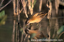 Little Crake (Porzana parva) - Marouette poussin - 21003