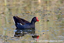 Moorhen (Gallinula chloropus) - Gallinule poule d'eau 10752 Moorhen (Gallinula chloropus) - Gallinule poule d'eau 10752