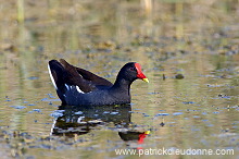 Moorhen (Gallinula chloropus) - Gallinule poule d'eau 10752