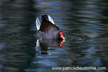 Moorhen (Gallinula chloropus) - Gallinule poule d'eau - 21006