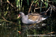Moorhen (Gallinula chloropus) - Gallinule poule d'eau - 21007 Moorhen (Gallinula chloropus) - Gallinule poule d'eau - 21007