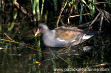 Moorhen (Gallinula chloropus) - Gallinule poule d'eau - 21007