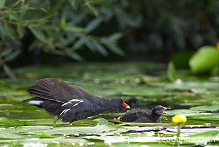 Moorhen (Gallinula chloropus) - Gallinule poule d'eau - 21009