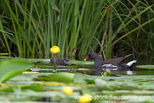 Moorhen (Gallinula chloropus) - Gallinule poule d'eau - 21013